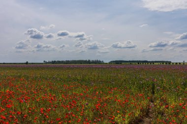 Haşhaş dolu büyük bir tarla. Haşhaş kırmızı ve mor çiçeklerle çiçek açar. Gökyüzü beyaz bulutlarla mavidir