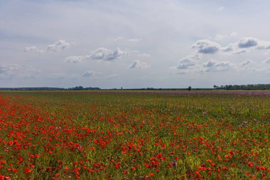 Haşhaş dolu büyük bir tarla. Haşhaş kırmızı ve mor çiçeklerle çiçek açar. Gökyüzü beyaz bulutlarla mavidir