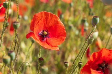Renkli gelincik çiçekleri. Kırmızı ve mor çiçekler. Yeşil gelincikler.