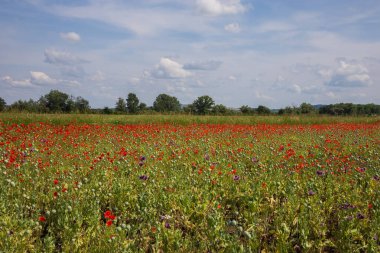 Haşhaş dolu büyük bir tarla. Haşhaş kırmızı ve mor çiçeklerle çiçek açar. Gökyüzü beyaz bulutlarla mavidir.
