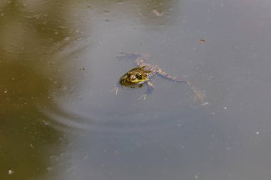 A large green frog in its natural habitat. Amphibian in water. Beautiful toad frog. Nice bokeh. clipart