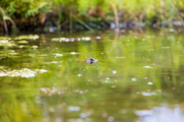 Doğal ortamında büyük yeşil bir kurbağa. Suda amfibi. Güzel kurbağa. Güzel şaka..
