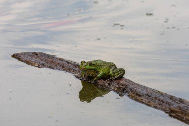 A large green frog in its natural habitat. Amphibian in water. Beautiful toad frog. Nice bokeh. clipart