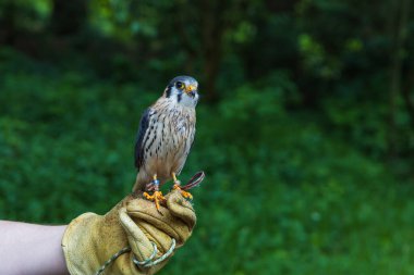 Beautiful little predator Sparrowhawk - Falco sparverius led by a falconer clipart