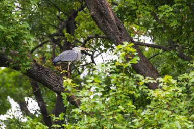 Güzel bir gri balıkçıl büyük bir ağacın tepesinde oturur.