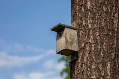 Bir ağaca bağlı küçük ahşap bir kuş evi. Arka plan mavi gökyüzü