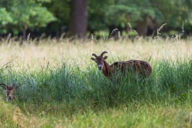 Bir Mouflon sürüsü - Ovis musimon ve Sika geyiği - Cervus nippon otların üzerinde bir çayırdalar