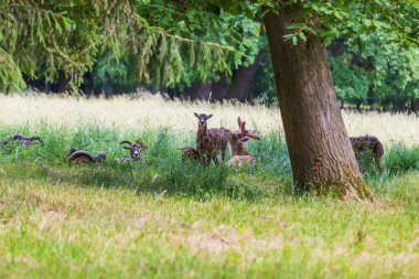 Bir Mouflon sürüsü - Ovis musimon ve Sika geyiği - Cervus nippon otların üzerinde bir çayırdalar