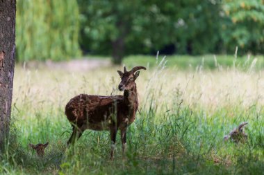 Bir Mouflon sürüsü - Ovis musimon ve Sika geyiği - Cervus nippon otların üzerinde bir çayırdalar