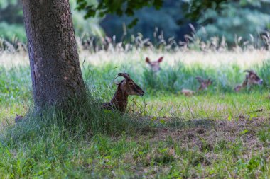 Bir Mouflon sürüsü - Ovis musimon ve Sika geyiği - Cervus nippon otların üzerinde bir çayırdalar