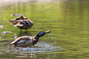 Erkek ve dişi ördekler batan güneşin altında gölette yüzerler.