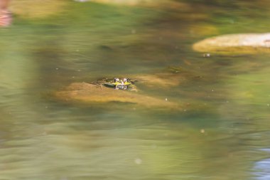 Doğal ortamında büyük yeşil bir kurbağa. Suda amfibi. Güzel kurbağa. Güzel şaka..