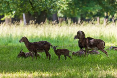 Bir Mouflon sürüsü - Ovis musimon ve otların arasında bir çayırdalar