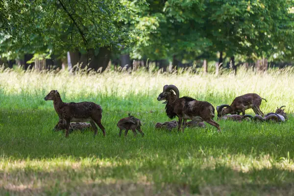 Bir Mouflon sürüsü - Ovis musimon ve otların arasında bir çayırdalar