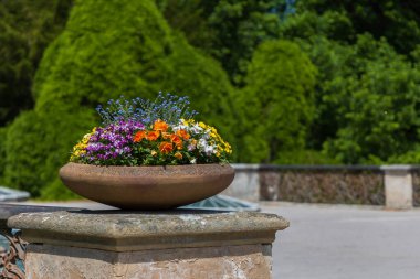 Bahçede güzel renkli çiçek açan nonoşlar.