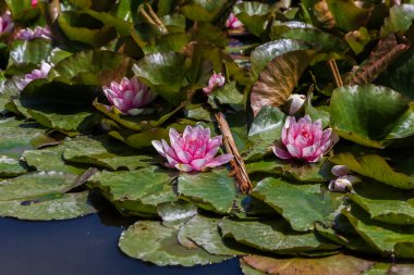 Yeşil yapraklı güzel pembe bir nilüfer çiçeği göletin ortasındadır..