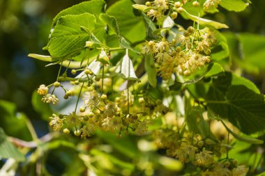 Linden ağacında çiçekler ve yeşil yapraklar var..