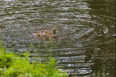 Erkek ve dişi ördekler batan güneşin altında gölette yüzerler..