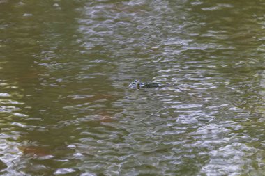 Doğal ortamında büyük yeşil bir kurbağa. Suda amfibi. Güzel kurbağa. Güzel şaka..