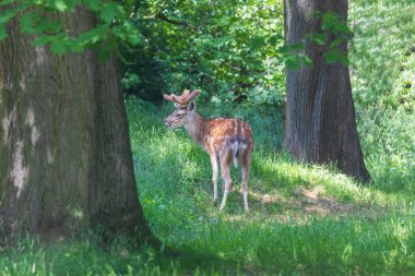 Sika geyiği - Cervus nippon çimenlikteki bir çayırda duruyor. Vahşi foto.