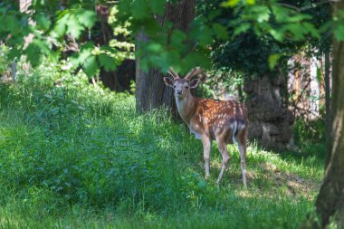 Sika geyiği - Cervus nippon çimenlikteki bir çayırda duruyor. Vahşi foto.