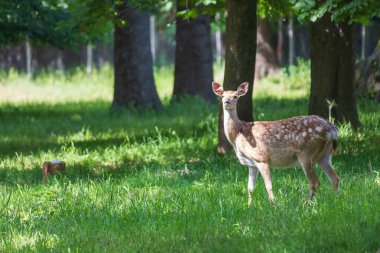 Sika geyiği - Cervus nippon çimenlikteki bir çayırda duruyor. Vahşi foto.