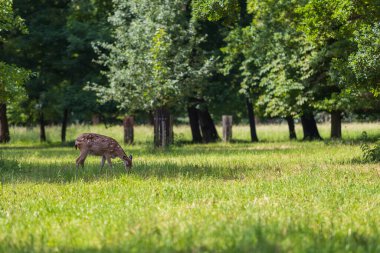 Sika geyiği - Cervus nippon çimenlikteki bir çayırda duruyor. Vahşi foto.