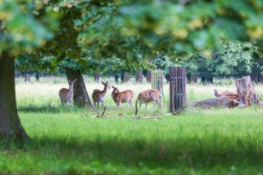 Sika geyiği - Cervus nippon çimenlikteki bir çayırda duruyor. Vahşi foto.