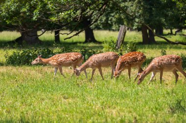 Sika geyiği - Cervus nippon çimenlikteki bir çayırda duruyor. Vahşi foto.