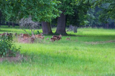 Bir Mouflon sürüsü - Ovis musimon ve otların arasında bir çayırdalar