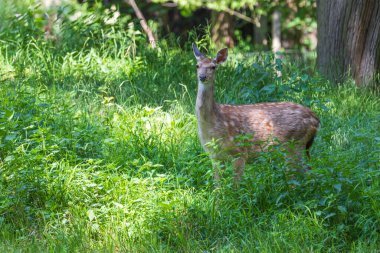 Sika geyiği - Cervus nippon çimenlikteki bir çayırda duruyor. Vahşi foto.