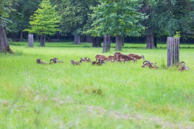 Bir Mouflon sürüsü - Ovis musimon ve otların arasında bir çayırdalar