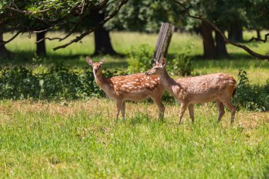 Sika geyiği - Cervus nippon çimenlikteki bir çayırda duruyor. Vahşi foto.