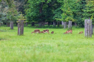Sika geyiği - Cervus nippon çimenlikteki bir çayırda duruyor. Vahşi foto.