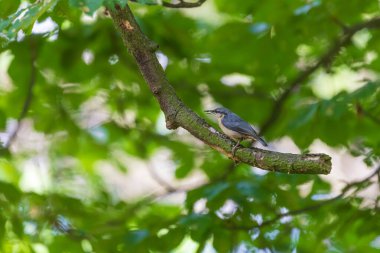 Küçük gri bir ötücü kuş Sitta europaea bir ağaç dalında oturur.