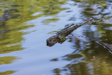 Yeşil kurbağa - Bufo bufo göletin yüzeyinde.