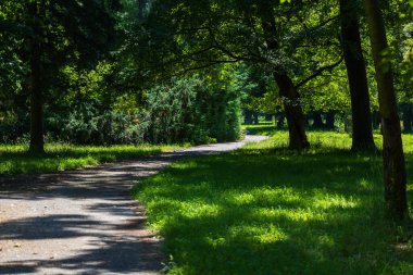 Parktaki patika. Etrafta büyük yeşil ağaçlar var..