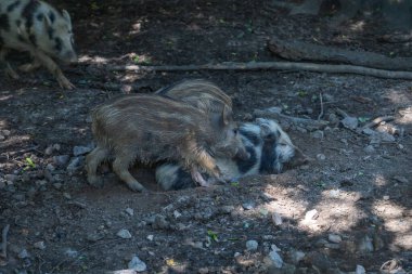 Yaban domuzu - Sus scrofa - ormanda ve doğal ortamında. Vahşi doğanın fotoğrafı.