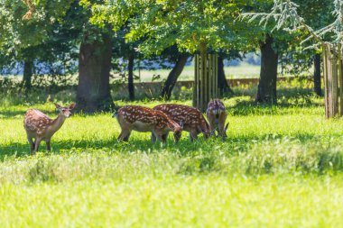 Sika geyiği - Cervus nippon ormanda ve çayırda otluyor. Fotoğraf: Vahşi doğadan.
