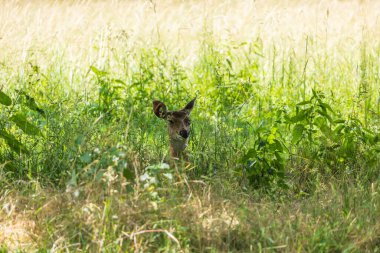 Sika geyiği - Cervus nippon ormanda ve çayırda otluyor. Fotoğraf: Vahşi doğadan.