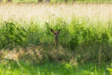 Sika geyiği - Cervus nippon ormanda ve çayırda otluyor. Fotoğraf: Vahşi doğadan.