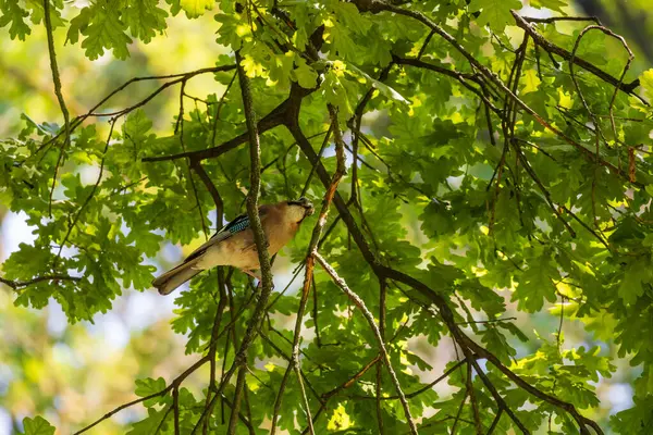 stock image Common jay - Garrulus glandarius - a bird with blue feathers sits in the crown of a tree