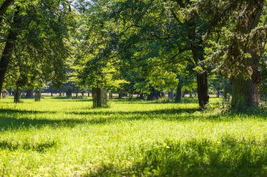 Beautiful garden with green bushes. The sky is blue with white clouds.