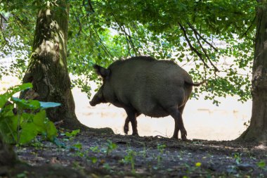 Yaban domuzu - Sus scrofa - ormanda ve doğal ortamında. Vahşi doğanın fotoğrafı.