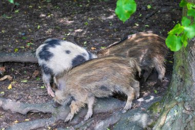 Yaban domuzu - Sus scrofa - ormanda ve doğal ortamında. Vahşi doğanın fotoğrafı.