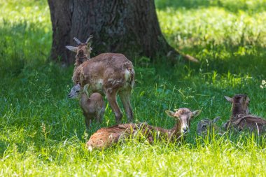 Bir Mouflon sürüsü - Ovis musimon ve otların arasında bir çayırdalar