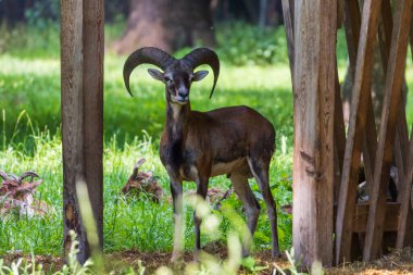 Bir Mouflon sürüsü - Ovis musimon ve otların arasında bir çayırdalar