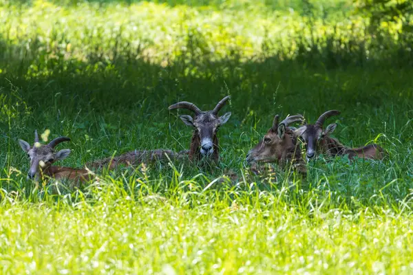 Bir Mouflon sürüsü - Ovis musimon ve otların arasında bir çayırdalar