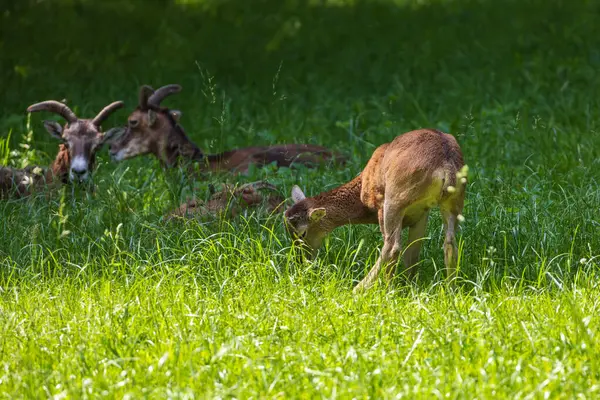 stock image A herd of Mouflon - Ovis musimon and are on a meadow in the grass