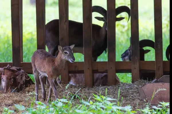 stock image A herd of Mouflon - Ovis musimon and are on a meadow in the grass